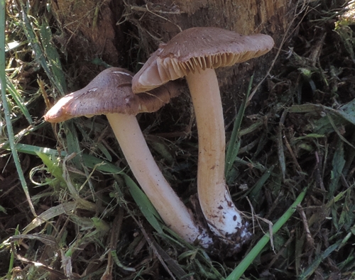 Inocybe al parco